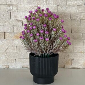 Helichrysum Plant.
