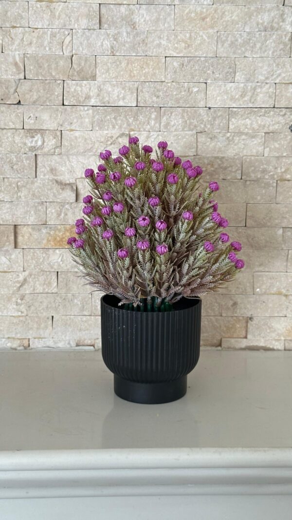 Helichrysum Plant.