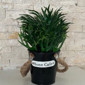 Foliage Plant