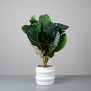 Cylindra Verdant Fig